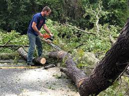 Leaf Removal in Conrad, MT