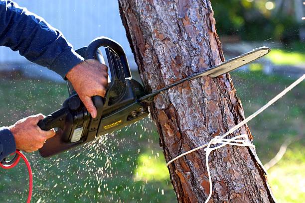 How Our Tree Care Process Works  in  Conrad, MT